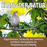 Erdbienen summen herum um Krokusse - Bienengeräusch