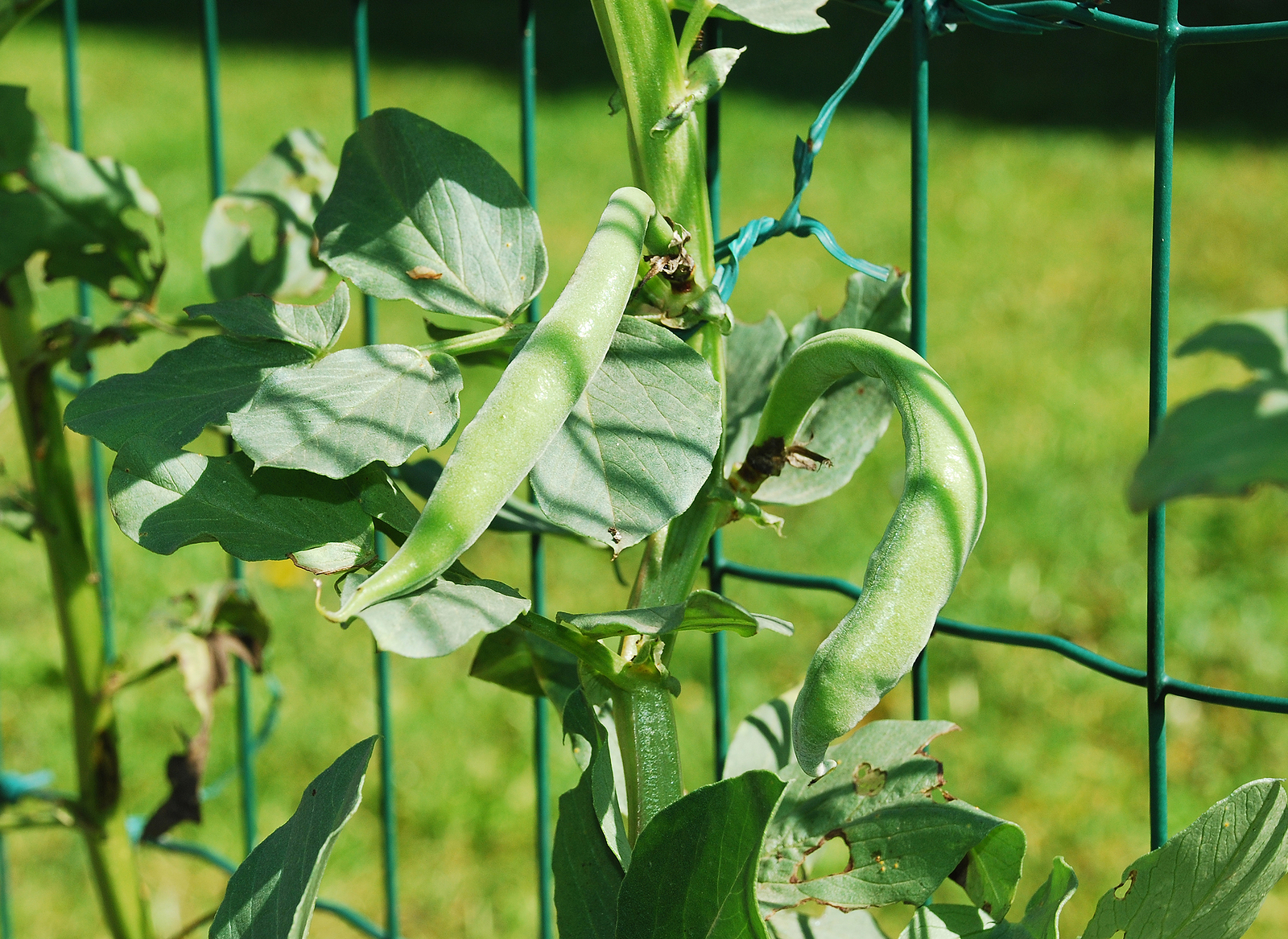 Bohnen Garten Anbauen Mit Dicken Bohnen fängt das Gartenjahr an - Familien-Frage.de
