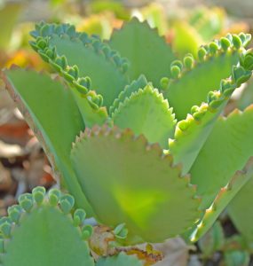Byrophyllum bei Kinderwunsch