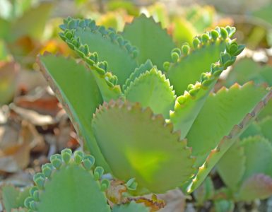 Byrophyllum bei Kinderwunsch
