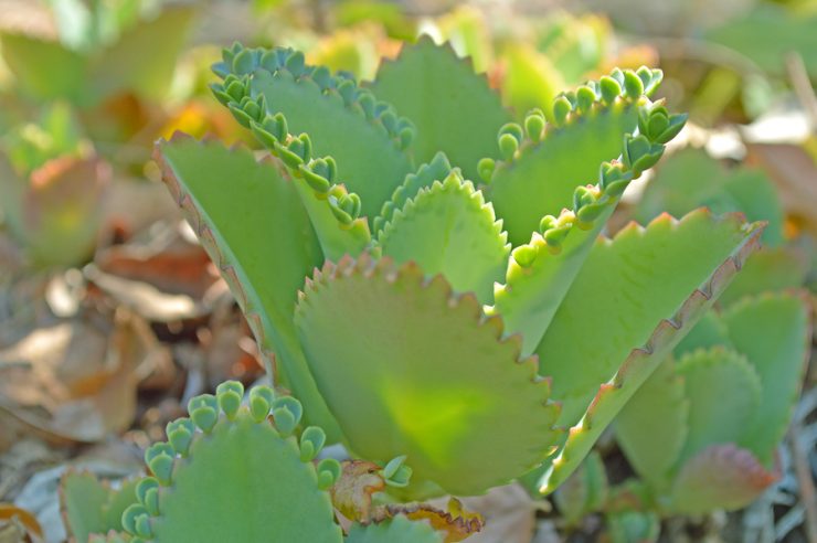 Byrophyllum bei Kinderwunsch